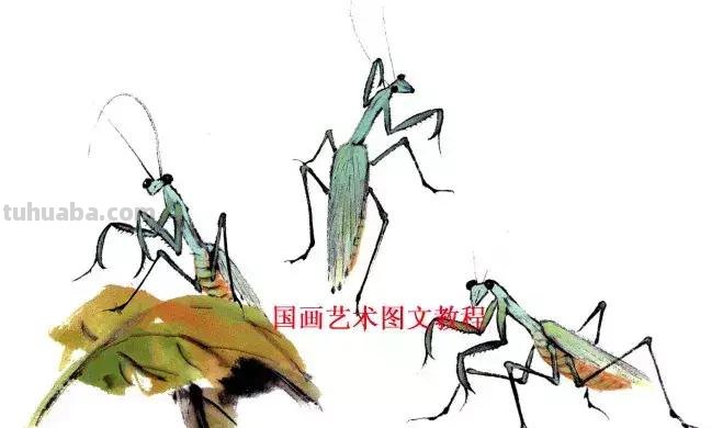 国画，这么漂亮的写意草虫，简单易学