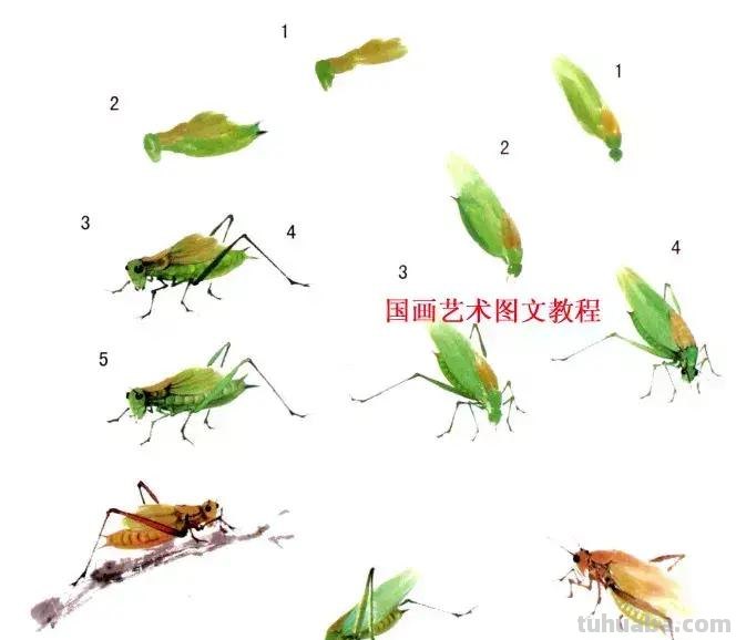 国画，这么漂亮的写意草虫，简单易学
