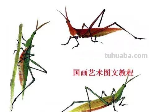 国画，这么漂亮的写意草虫，简单易学