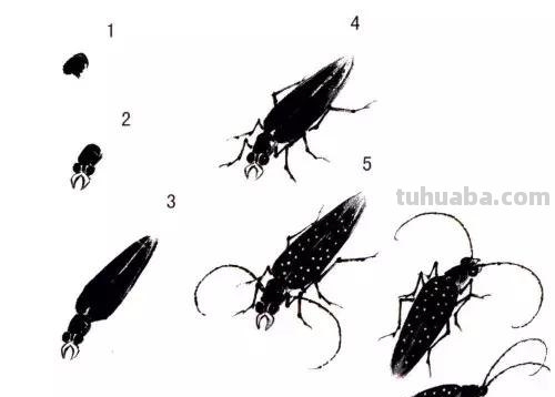 国画，这么漂亮的写意草虫，简单易学