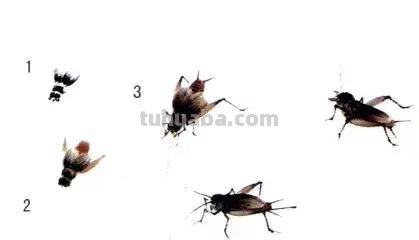 国画，这么漂亮的写意草虫，简单易学