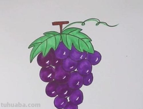 葡萄怎么画 彩铅颜色（葡萄怎么画 彩铅颜色好看）