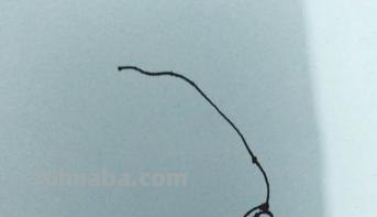 白菜怎么画简笔画图片(白菜怎么画简笔画图片大全) 白菜怎么画简笔画图片(白菜怎么画简笔画图片大全)