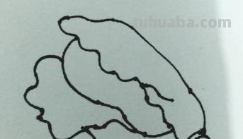 白菜怎么画简笔画图片(白菜怎么画简笔画图片大全) 白菜怎么画简笔画图片(白菜怎么画简笔画图片大全)