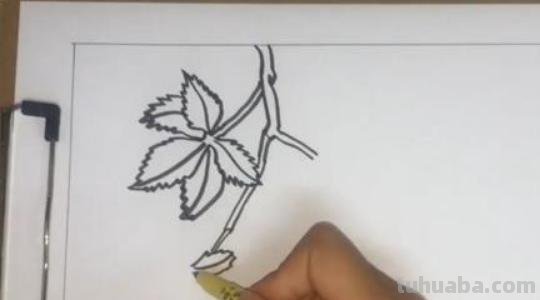 爬山虎的简笔画怎么画(爬山虎的简笔画怎么画?) 爬山虎的简笔画怎么画(爬山虎的简笔画怎么画?)