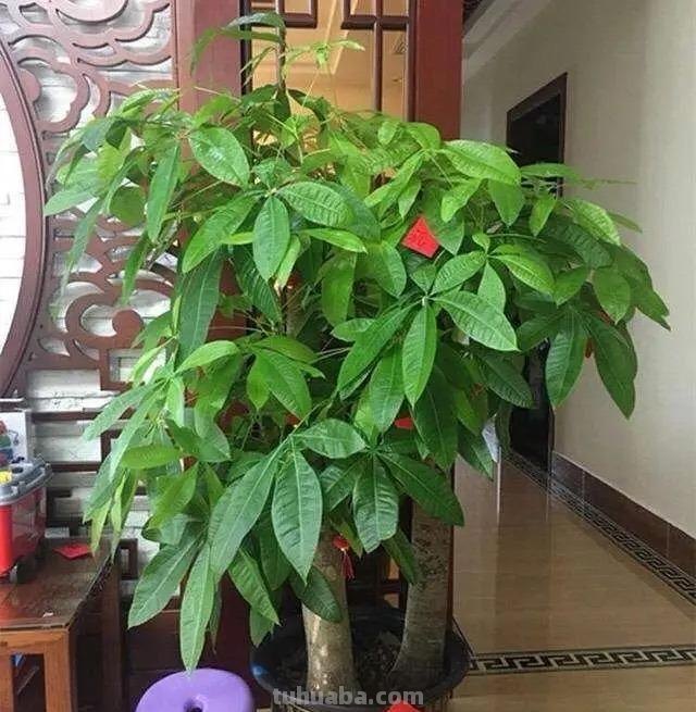 发财树不难养，牢记“3点”，一年四季枝叶多，绿油油，财运旺