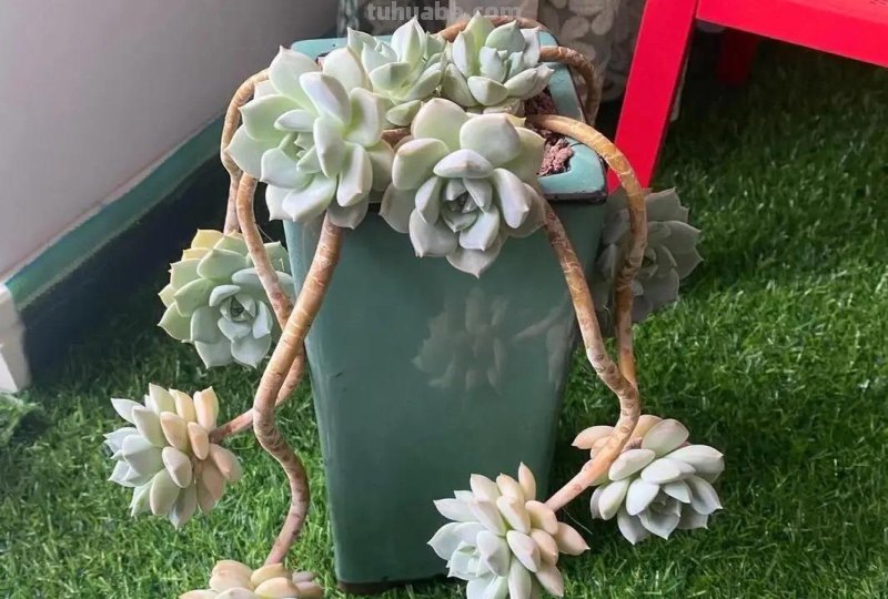 什么多肉最好养？这7种，便宜漂亮又好养，1棵变10棵，太喜欢了