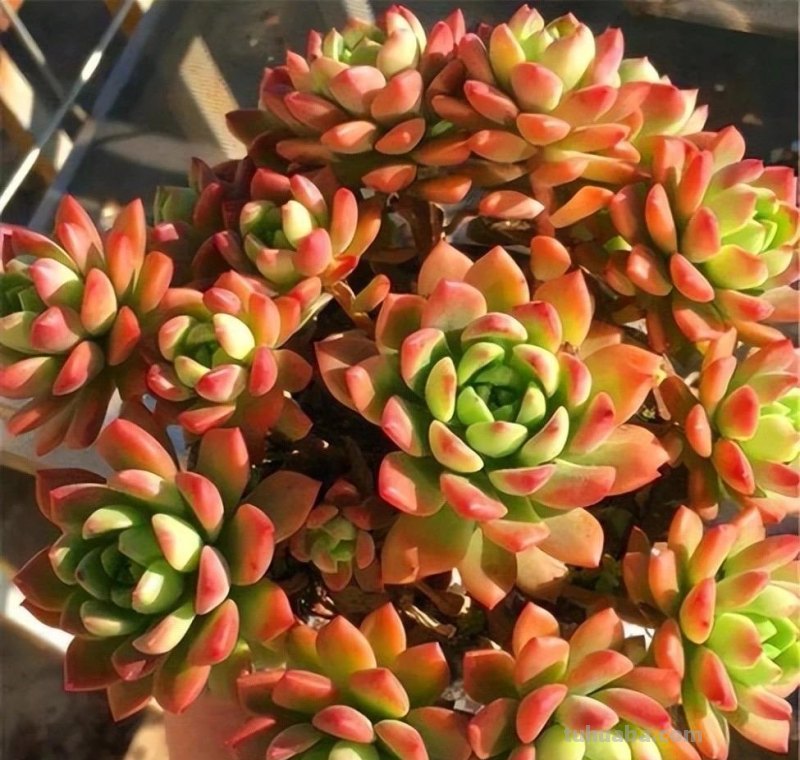 什么多肉最好养？这7种，便宜漂亮又好养，1棵变10棵，太喜欢了