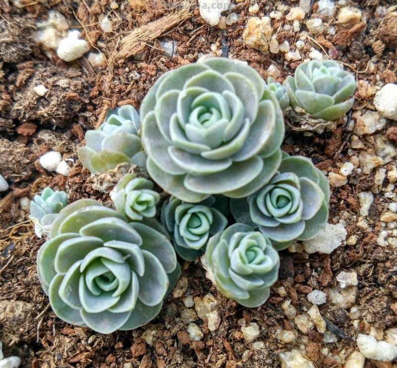 什么多肉最好养？这7种，便宜漂亮又好养，1棵变10棵，太喜欢了