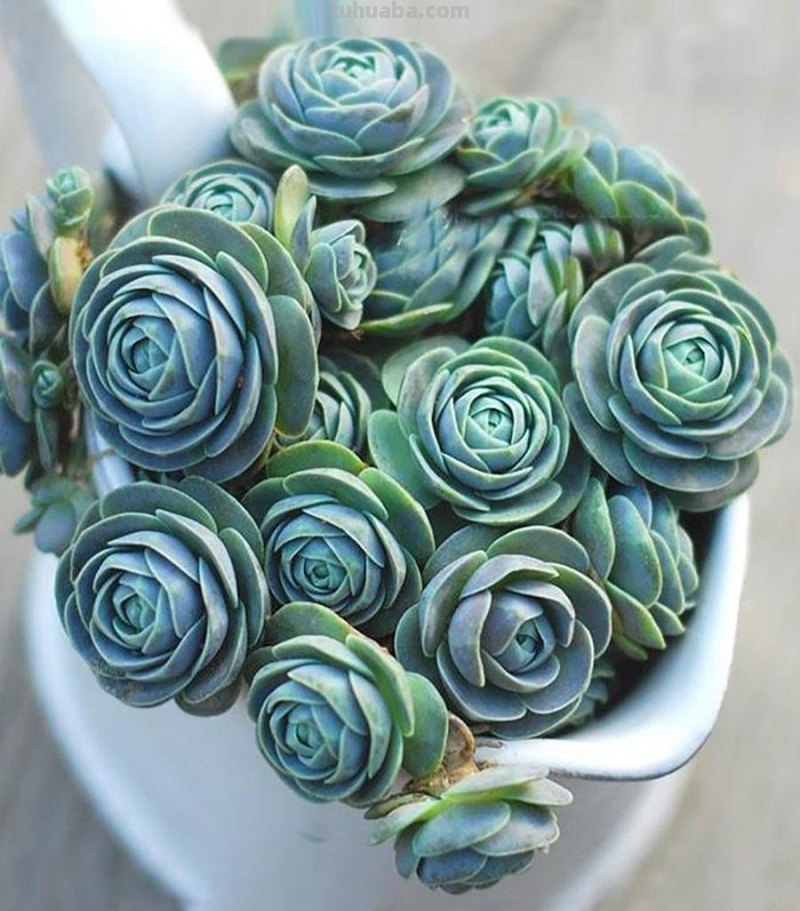 什么多肉最好养？这7种，便宜漂亮又好养，1棵变10棵，太喜欢了