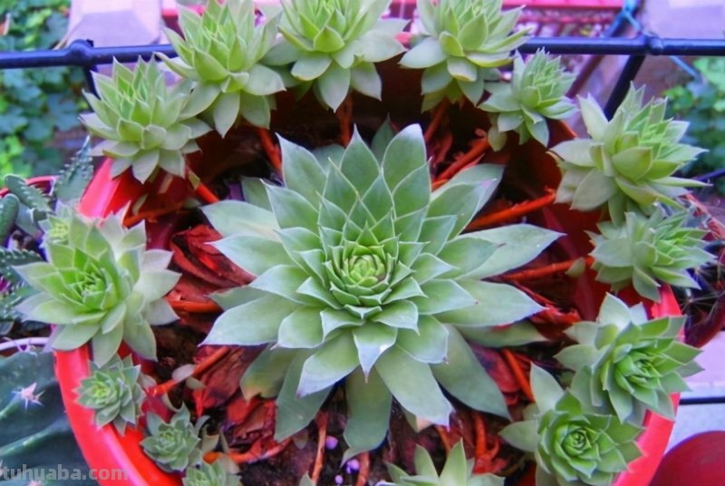 什么多肉最好养？这7种，便宜漂亮又好养，1棵变10棵，太喜欢了