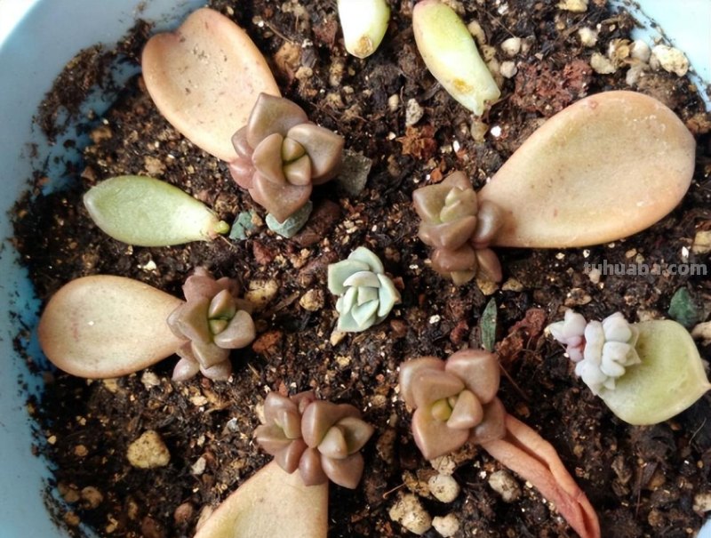 什么多肉最好养？这7种，便宜漂亮又好养，1棵变10棵，太喜欢了