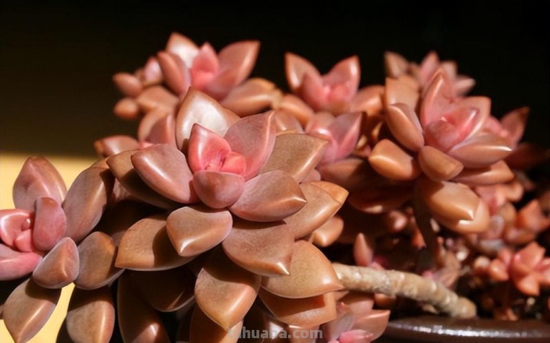 什么多肉最好养？这7种，便宜漂亮又好养，1棵变10棵，太喜欢了