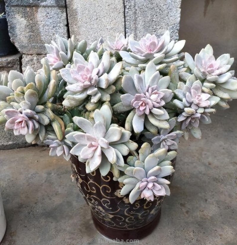 什么多肉最好养？这7种，便宜漂亮又好养，1棵变10棵，太喜欢了