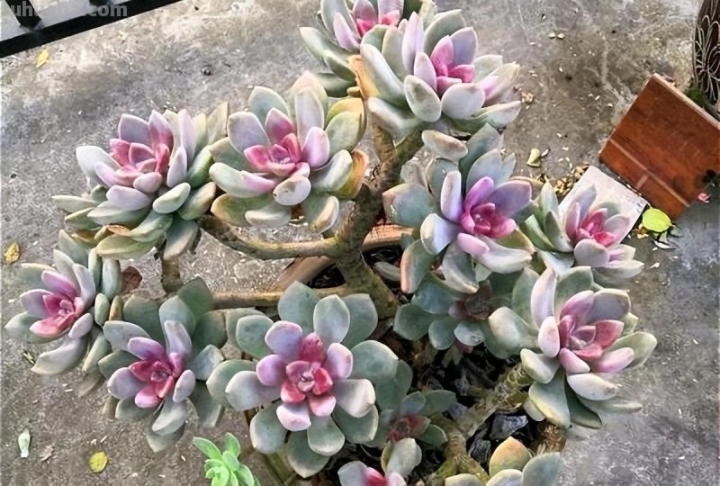 什么多肉最好养？这7种，便宜漂亮又好养，1棵变10棵，太喜欢了