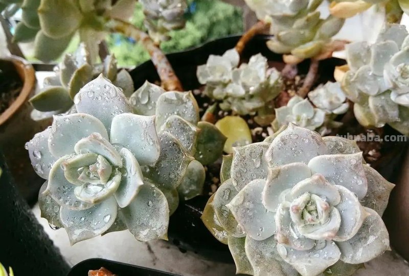 什么多肉最好养？这7种，便宜漂亮又好养，1棵变10棵，太喜欢了