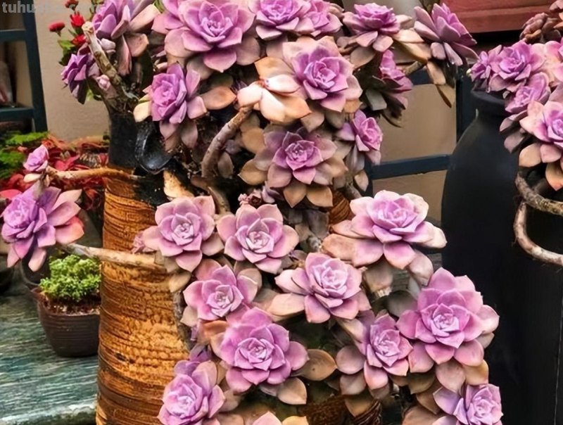 什么多肉最好养？这7种，便宜漂亮又好养，1棵变10棵，太喜欢了