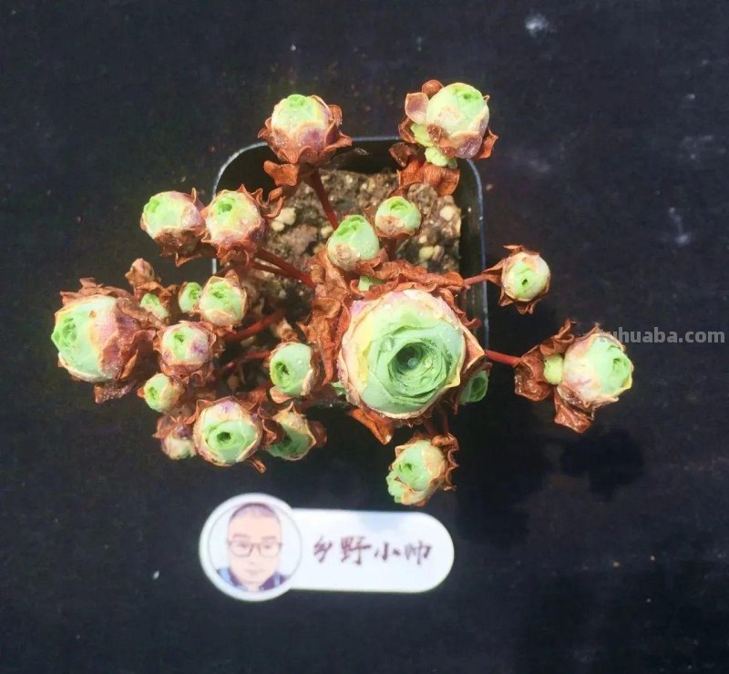 分享多肉精品,款款不重样,看看有喜欢的吗 分享多肉精品,款款不重样,看看有喜欢的吗