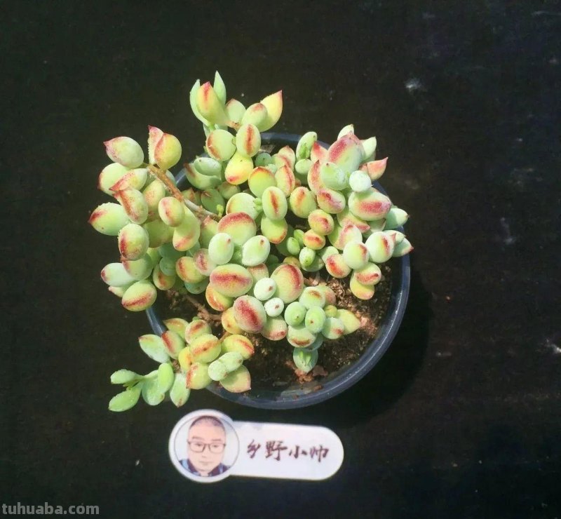 分享多肉精品,款款不重样,看看有喜欢的吗 分享多肉精品,款款不重样,看看有喜欢的吗