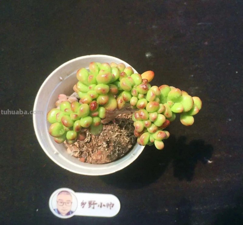 分享多肉精品,款款不重样,看看有喜欢的吗 分享多肉精品,款款不重样,看看有喜欢的吗