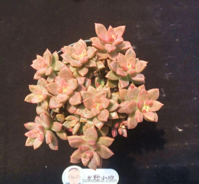 分享多肉精品,款款不重样,看看有喜欢的吗 分享多肉精品,款款不重样,看看有喜欢的吗