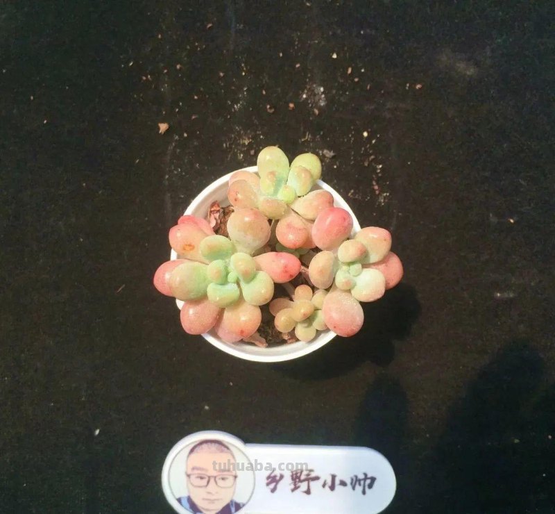 分享多肉精品,款款不重样,看看有喜欢的吗 分享多肉精品,款款不重样,看看有喜欢的吗