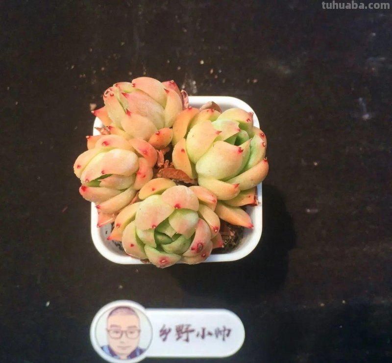 分享多肉精品,款款不重样,看看有喜欢的吗 分享多肉精品,款款不重样,看看有喜欢的吗