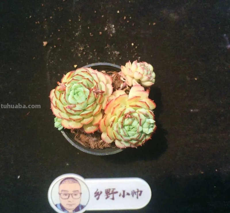 分享多肉精品,款款不重样,看看有喜欢的吗 分享多肉精品,款款不重样,看看有喜欢的吗