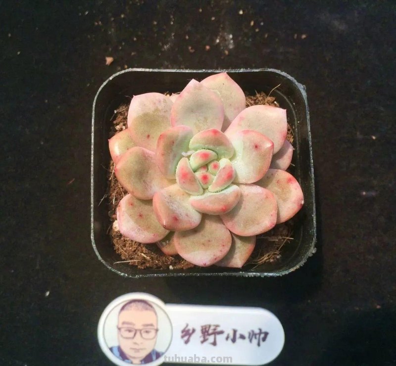 分享多肉精品,款款不重样,看看有喜欢的吗 分享多肉精品,款款不重样,看看有喜欢的吗