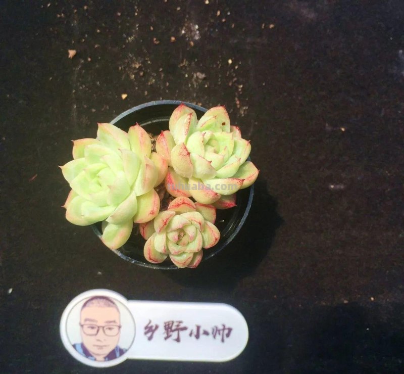 分享多肉精品,款款不重样,看看有喜欢的吗 分享多肉精品,款款不重样,看看有喜欢的吗