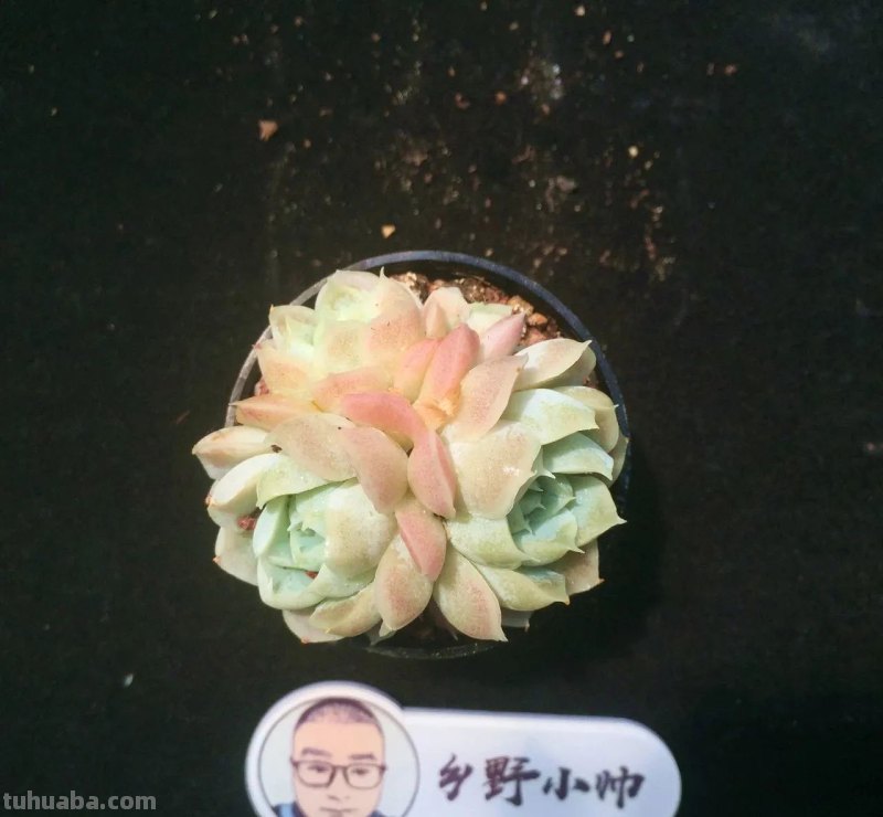 分享多肉精品,款款不重样,看看有喜欢的吗 分享多肉精品,款款不重样,看看有喜欢的吗