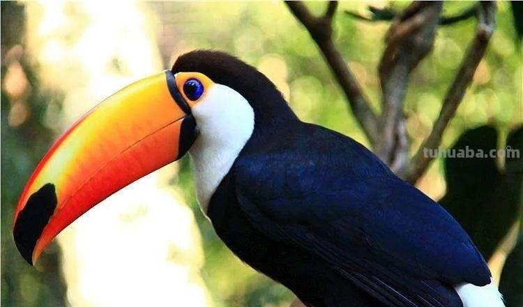 创意儿童画教程｜用线描的方式画小朋友们最喜欢的大嘴鸟