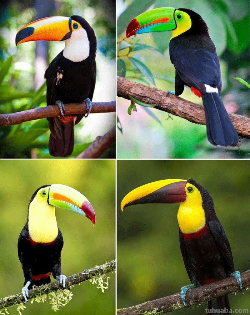 创意儿童画教程｜用线描的方式画小朋友们最喜欢的大嘴鸟