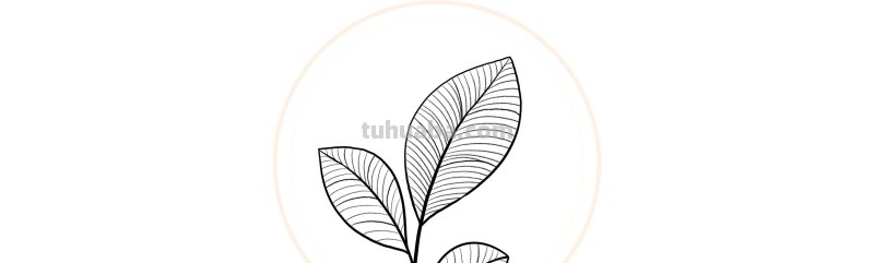 入门必备的简笔画植物，零基础也可以画的很好看