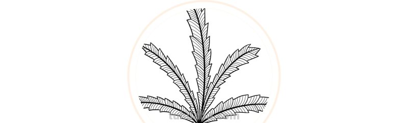 入门必备的简笔画植物，零基础也可以画的很好看