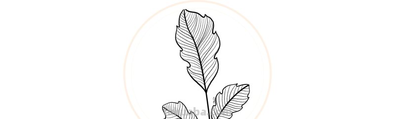 入门必备的简笔画植物，零基础也可以画的很好看