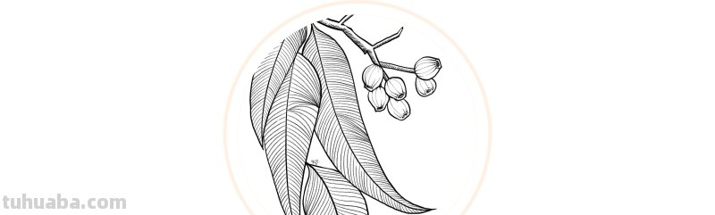 入门必备的简笔画植物，零基础也可以画的很好看