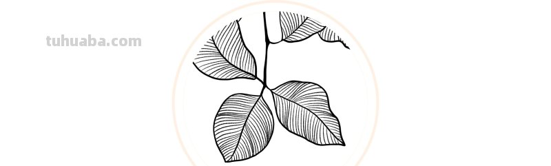 入门必备的简笔画植物，零基础也可以画的很好看