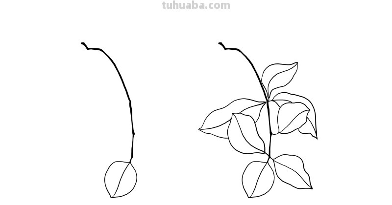 入门必备的简笔画植物，零基础也可以画的很好看