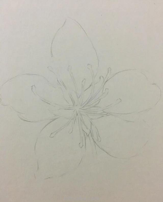 花朵怎么画 彩铅颜色（花朵怎么画 彩铅颜色好看）