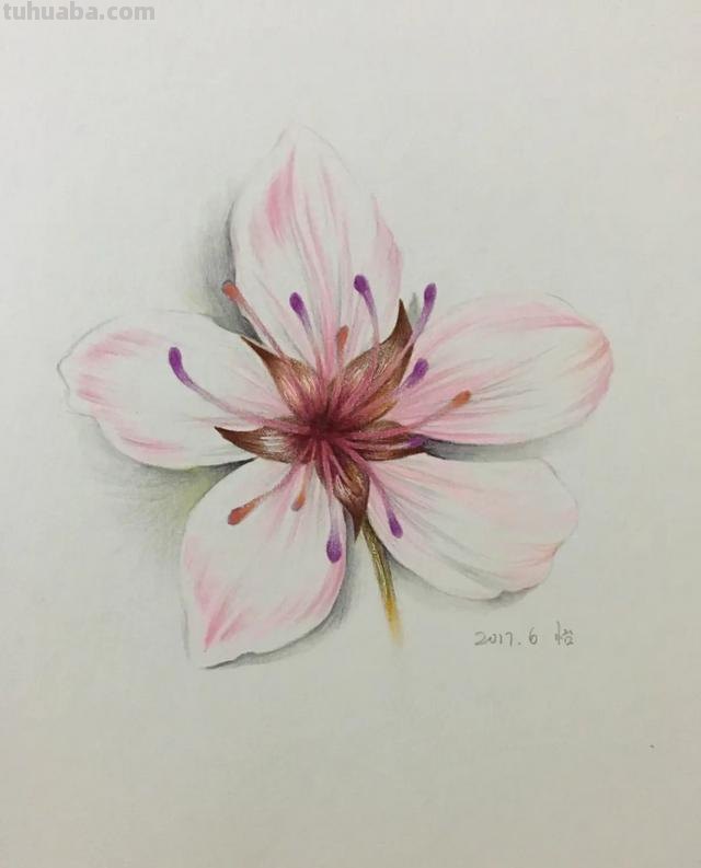 花朵怎么画 彩铅颜色（花朵怎么画 彩铅颜色好看）