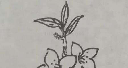 桃树怎么画简笔画(桃树怎么画简笔画图片) 桃树怎么画简笔画(桃树怎么画简笔画图片)
