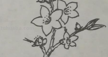 桃树怎么画简笔画(桃树怎么画简笔画图片) 桃树怎么画简笔画(桃树怎么画简笔画图片)
