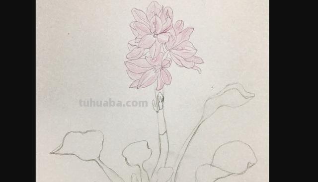 彩铅画怎么上色花朵(彩铅画怎么上色花朵好看) 彩铅画怎么上色花朵(彩铅画怎么上色花朵好看)