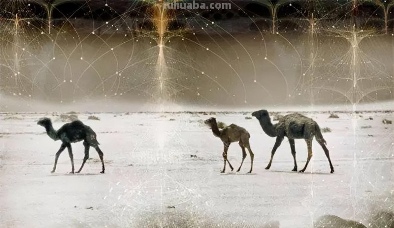 用数学到底如何手工作画，欢迎收看这期走近科学