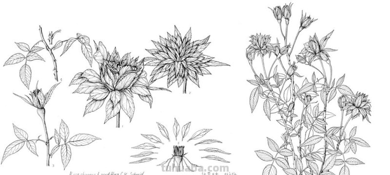 光明网推出《光明博物绘》科普专栏 展现科学与艺术融合之美 光明网推出《光明博物绘》科普专栏 展现科学与艺术融合之美