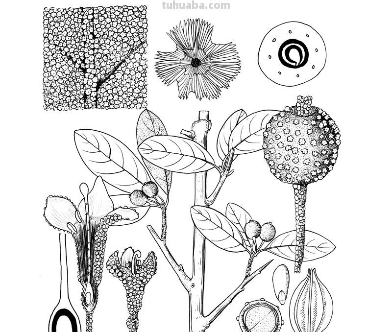 光明网推出《光明博物绘》科普专栏 展现科学与艺术融合之美 光明网推出《光明博物绘》科普专栏 展现科学与艺术融合之美