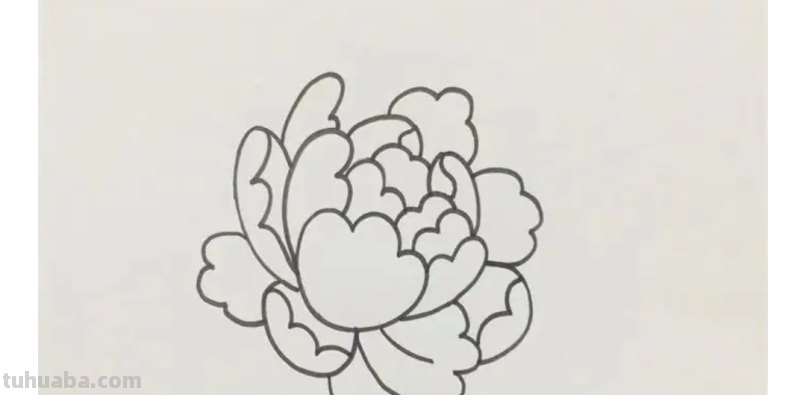 不用彩铅怎么画牡丹(不用彩铅怎么画牡丹花) 不用彩铅怎么画牡丹(不用彩铅怎么画牡丹花)