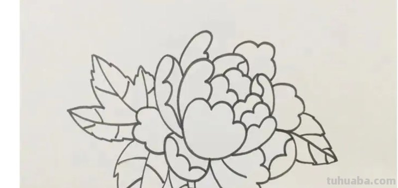 不用彩铅怎么画牡丹(不用彩铅怎么画牡丹花) 不用彩铅怎么画牡丹(不用彩铅怎么画牡丹花)