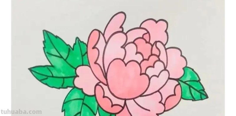 不用彩铅怎么画牡丹(不用彩铅怎么画牡丹花) 不用彩铅怎么画牡丹(不用彩铅怎么画牡丹花)